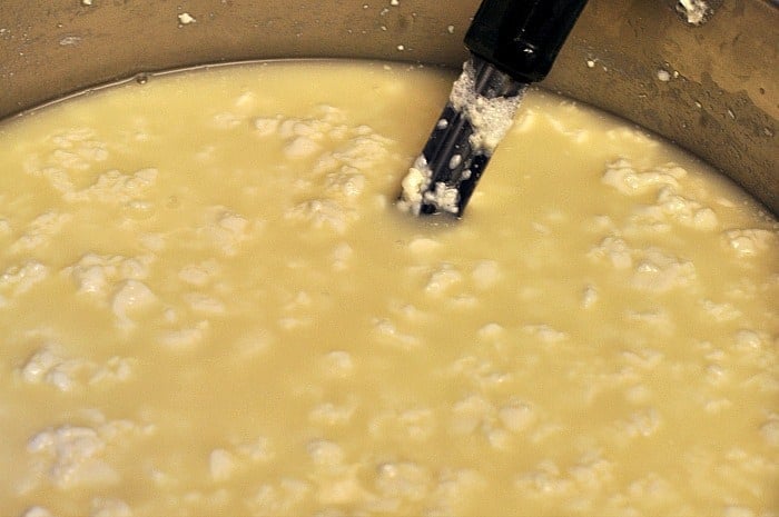 homemade mozzarella cheese curds separating from the whey