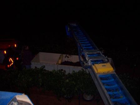 Aglianico Harvest - Unloading the grapes on the go.