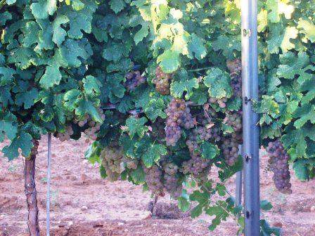 Our First Machine Harvest - Roussanne grapes on the vine.