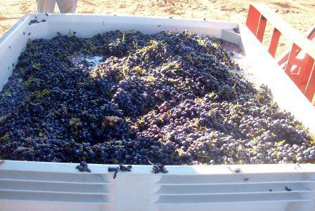 Aglianico Harvest - Aglianico grapes in the bin.