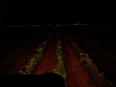 Aglianico Harvest - Vineyard at night.