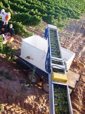 Our First Machine Harvest - Unloading the grapes on the go.