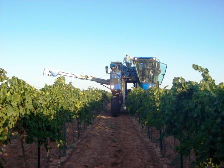 Our First Machine Harvest - Harvester coming down the row.