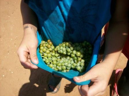 Green grapes being carried in a blue shirt.