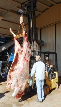 butchering meat steer hanging cow tackled job again sunday hand book