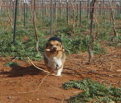 Bob's Toys - Bob with a piece of grapevine that we cut off.