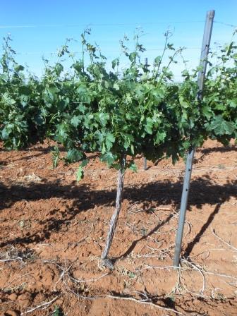 Debudding the Vineyard - a debudded vine.