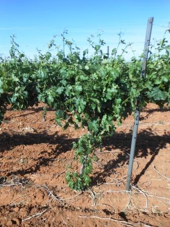 Debudding the Vineyard - A vine that needs to be debudded.