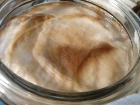 A close up shot of kombucha scoby a process shot of how to make kombucha