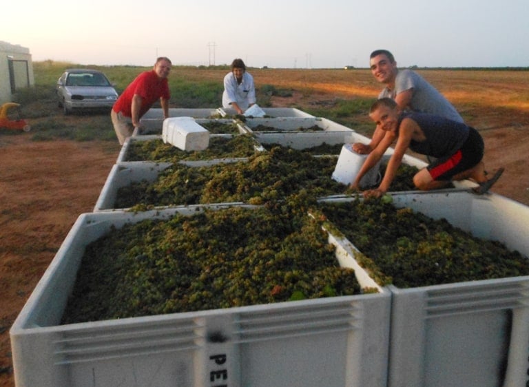 Roussanne Grape Harvest - Roussanne grapes in bins with smiling people around!