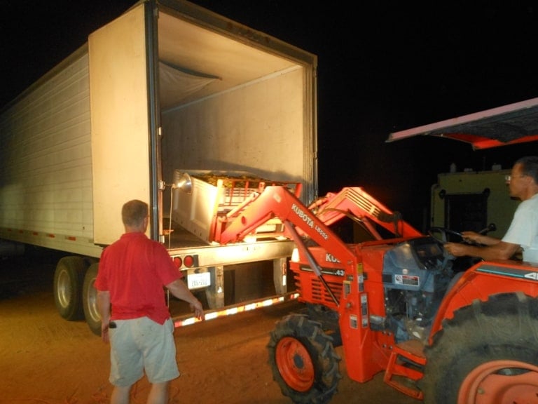 Roussanne Grape Harvest - Loading the truck with full grape bins.