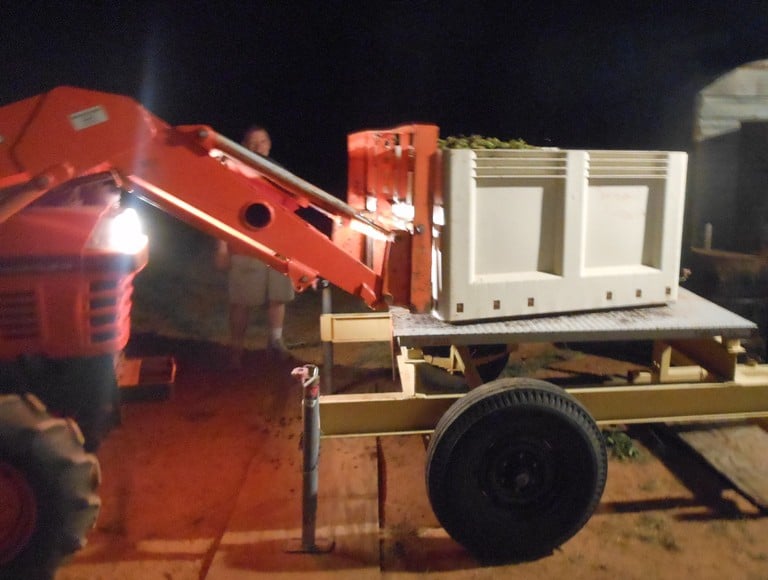 Roussanne Grape Harvest - Weighing the grape bins.