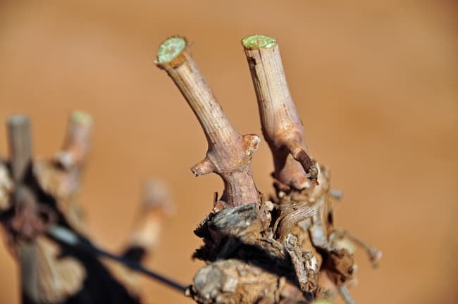 hand pruned vine