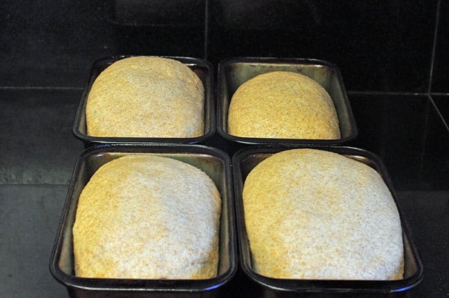 Four whole wheat bread sough loaves rising in loaf pans