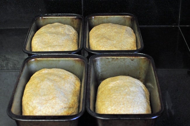 Whole Wheat Bread - Sprouted or Soaked