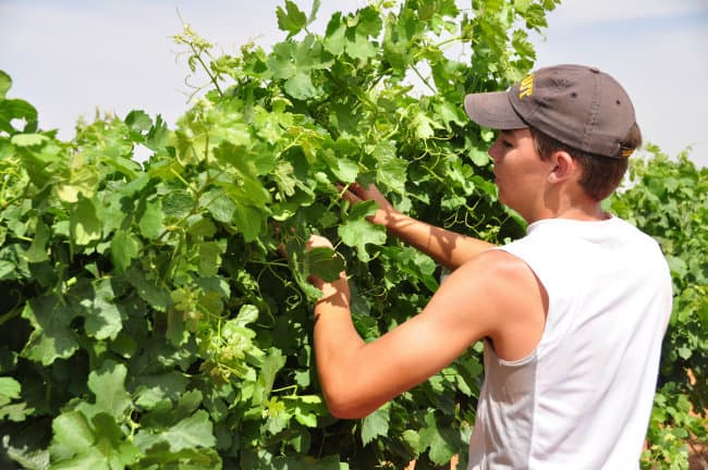 tucking grapevines - canopy management