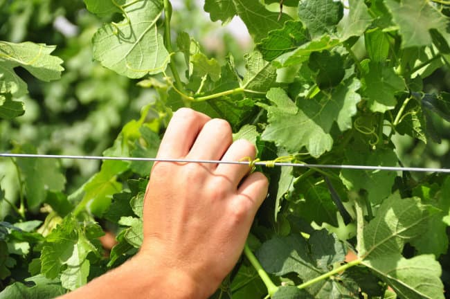 tucking grapevines - canopy management