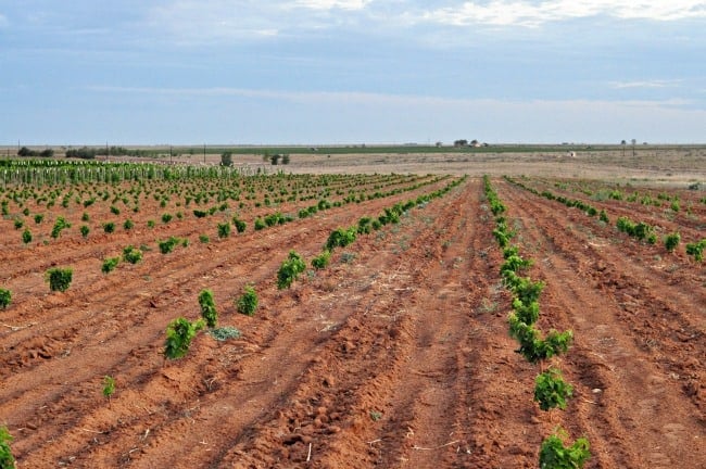 2013 grapevine planting July