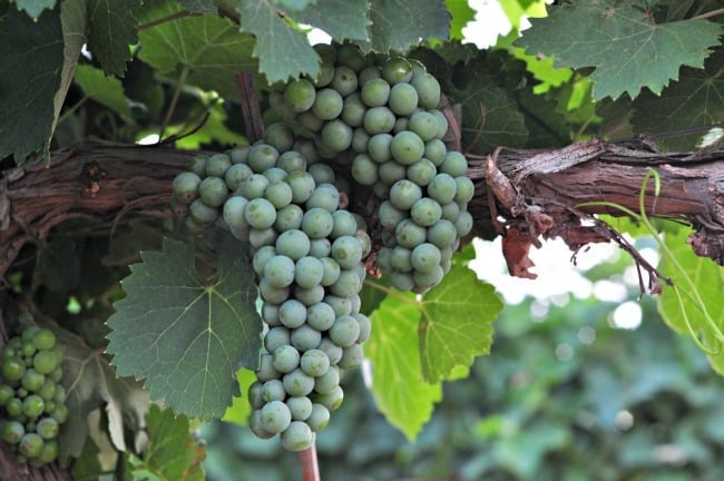 Aglianico grapes July 2013