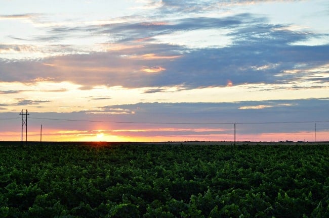 sunrise over west Texas vineyard July 2013