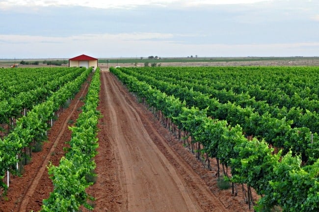 vineyard and barn July 2013