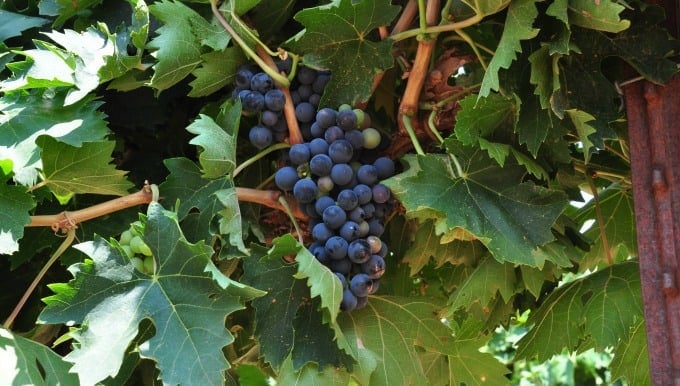 Montepulciano grape cluster