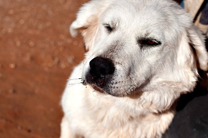 Texas dogs get face-full of quills after porcupine encounter