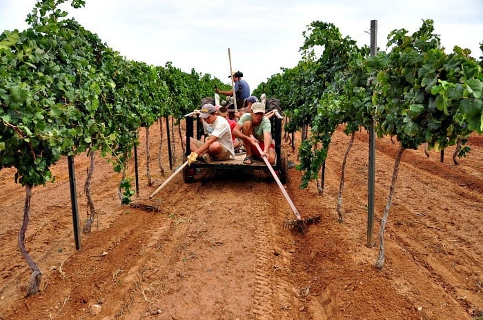 Weed Control in the Vineyard - raking the vine rows