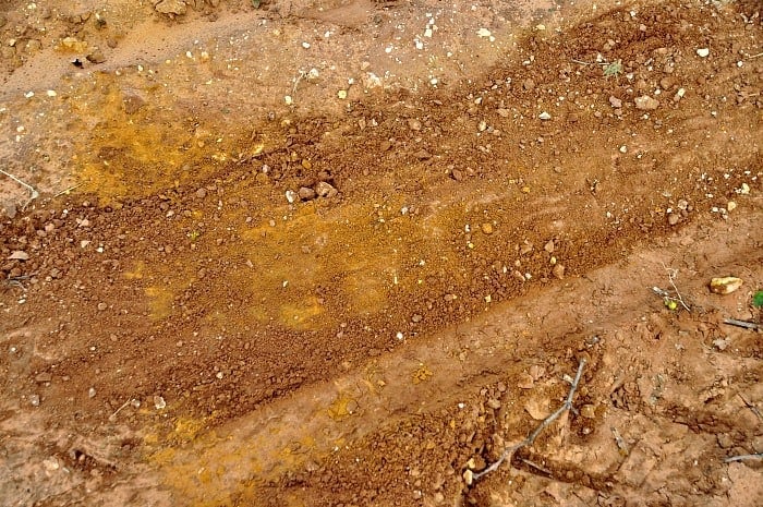 yellow treflorin on dirt