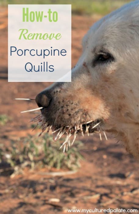 how to remove porcupine quills