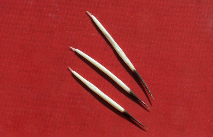 porciupine quills