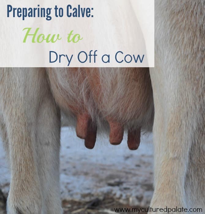 preparing to calve how to dry off a cow