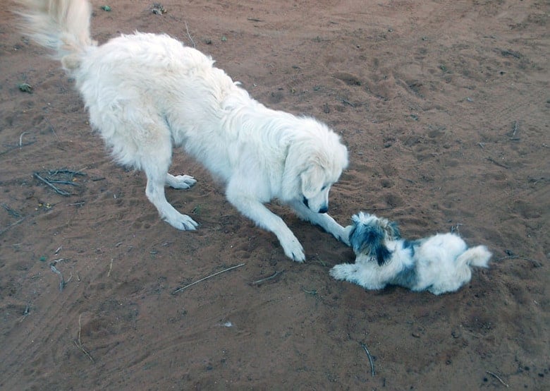 Heavy Hearts - Shihpoo and great Pyrenees playing 