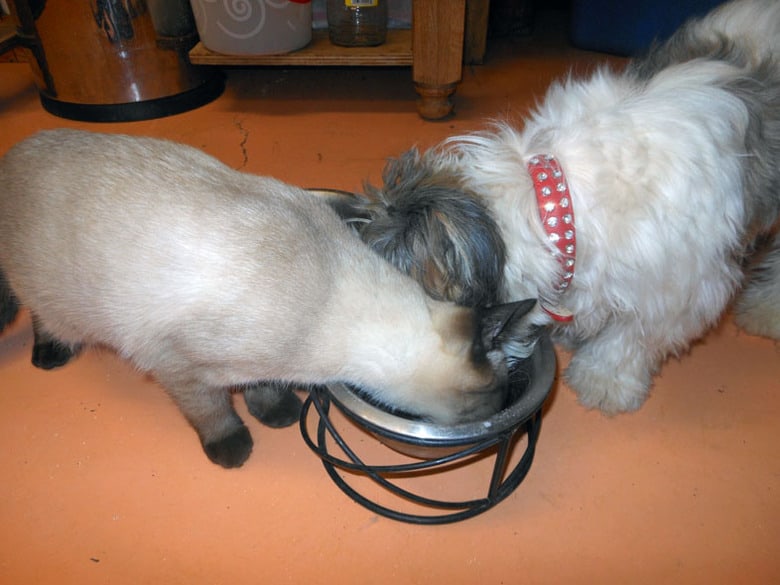 Heavy Hearts - A Shihpoo and cat eating together