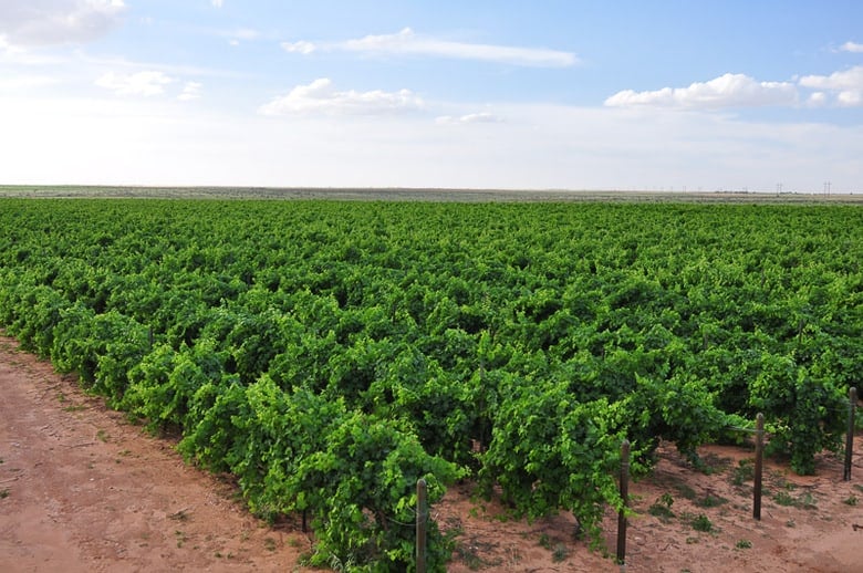 Oswald Vineyard May/June 2014 - June 2014