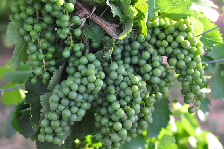 Oswald Vineyard May/June 2014 - Montepulciano grapes