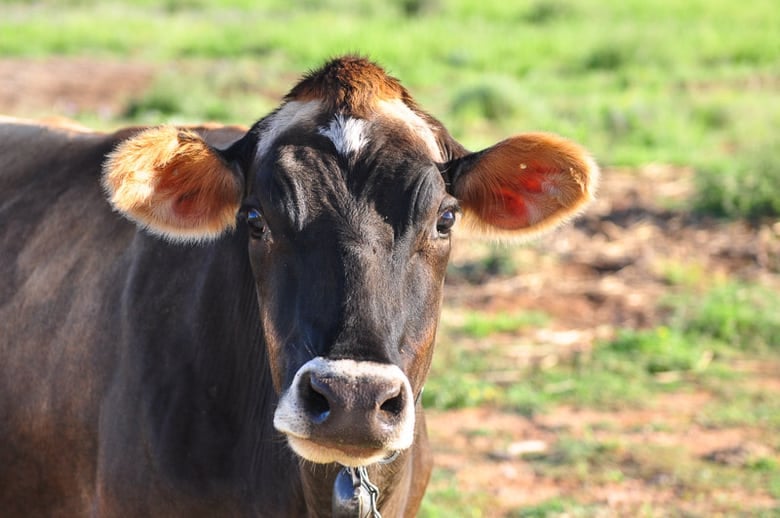 Hilde the Family Milk Cow