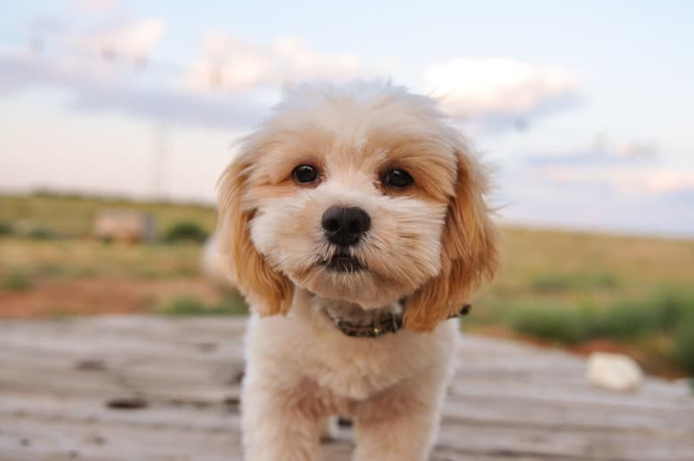 Bernie Our New Shih-Poo