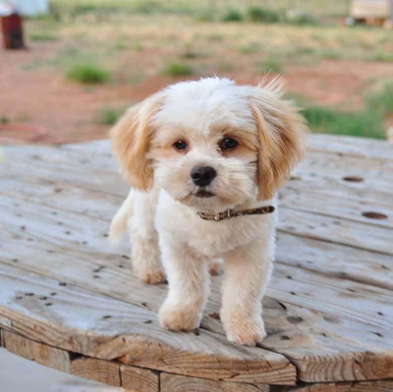 how big does a shih tzu poodle get