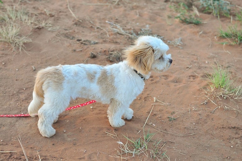 Bernie Our New Shih-Poo