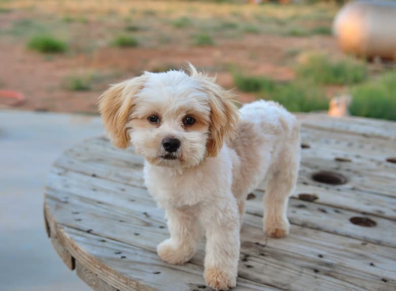 20140727-DMO-1948Bernie Our New Shih-Poo