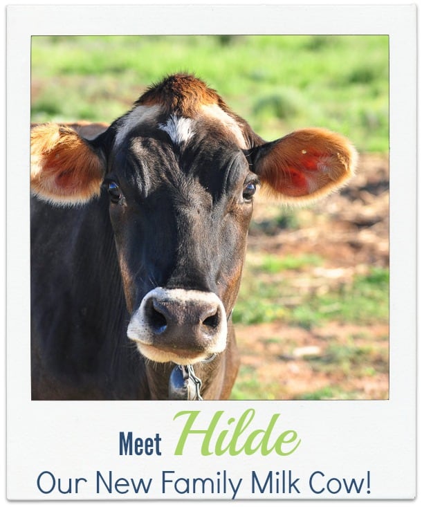 Hilde our new Jersey milk cow