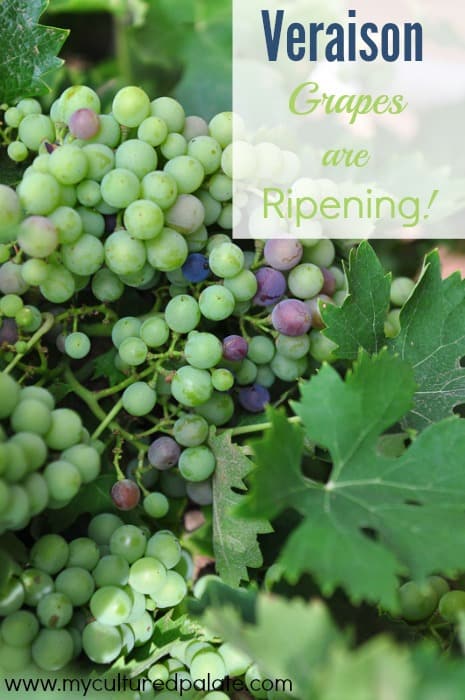 veraison - grapes are ripening