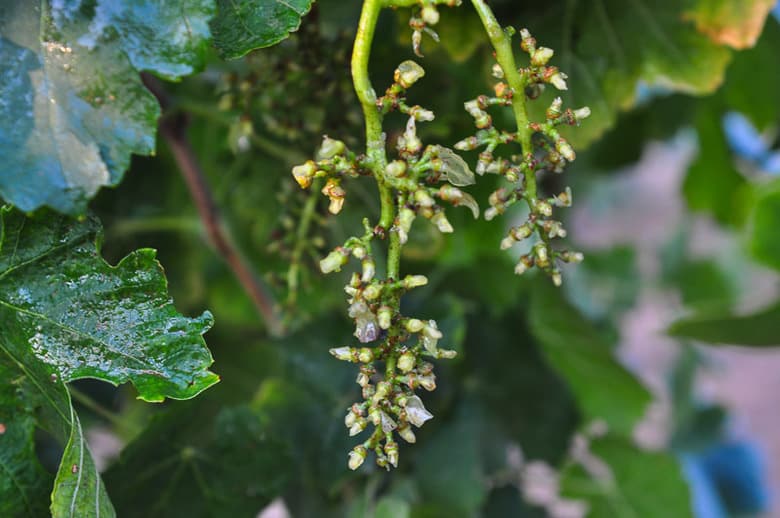 Roussanne grape racus