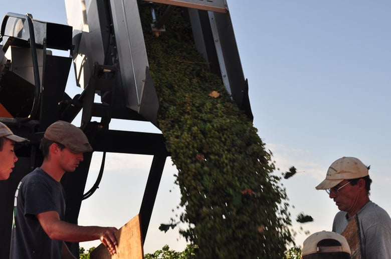 Roussanne Grape Harvest