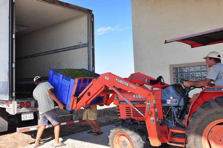 Roussanne Grape Harvest