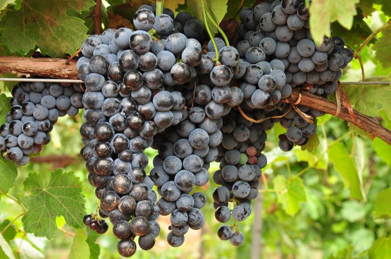 Aglianico Grapes