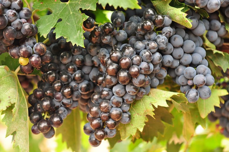 Montepulciano grapes