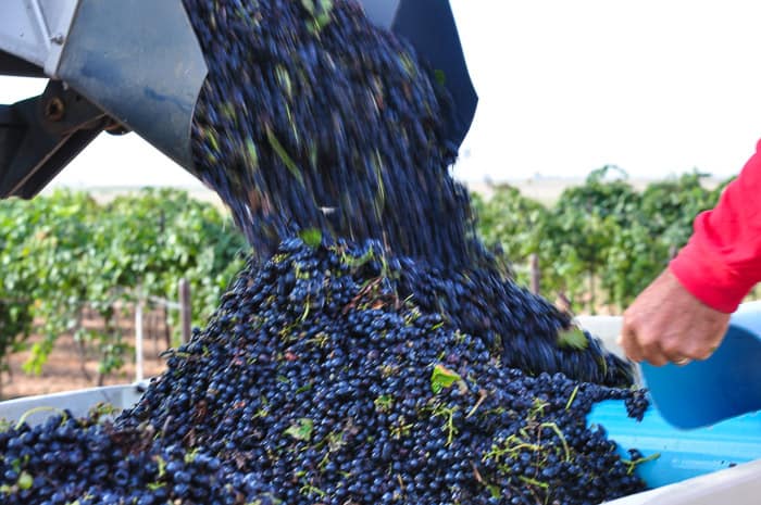 aglianico grapes being emptied from Pellenc grape harvester