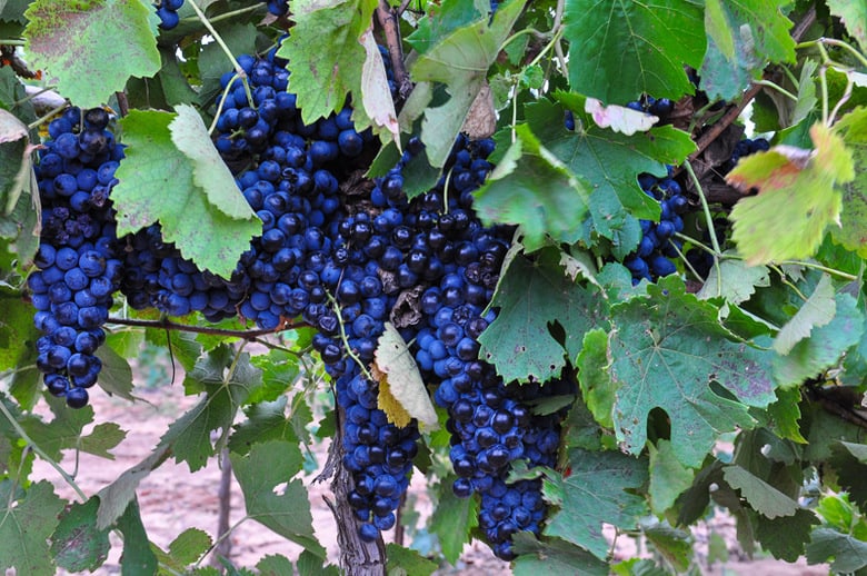 Montepulciano grapes
